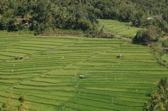 Aditya Homestay Munduk Dış mekan fotoğraf